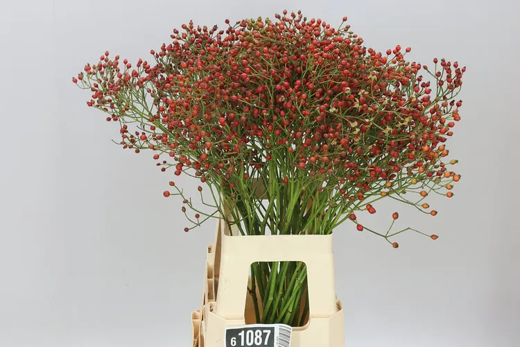 Rozenbottel Mag Red Cascade 70 cm