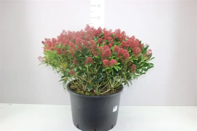Skimmia Rubella 150+ Xl črepník 40 cm