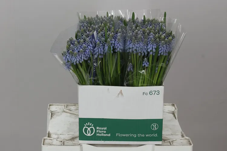 Narcisy a hyacinty (Daffodils/Hyacinths)