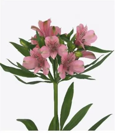 Alstro Elegance Xl 75 cm