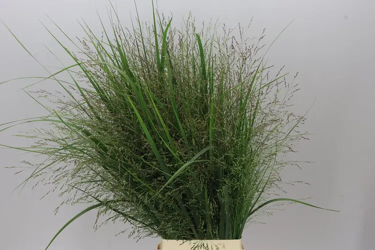 Zelená tráva (Green Gras)
