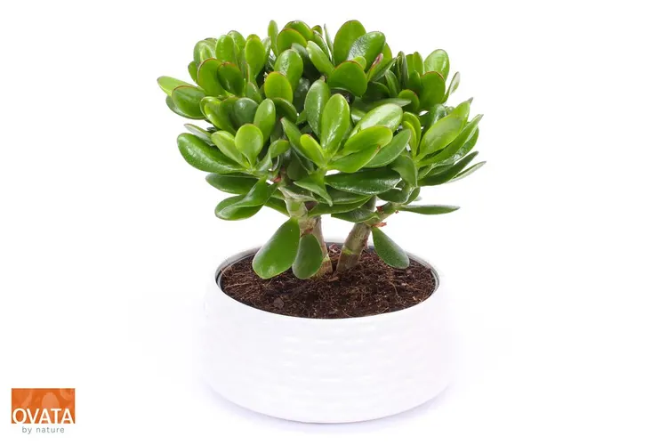 Crassula Magical Tree In Nice Wit Keramiek črepník 22 cm