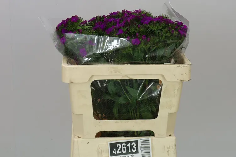 Di Barb Neon Purple 50 cm