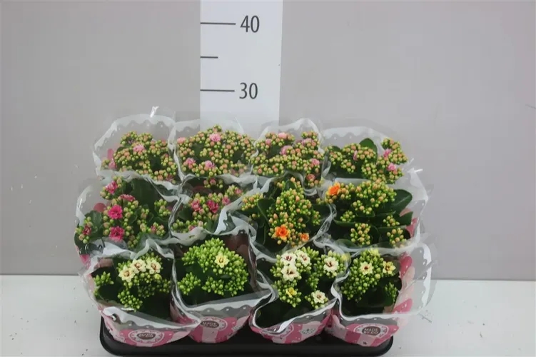 Kalanchoe Calandiva Mix Special črepník 9 cm