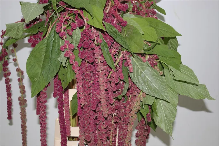 Amarant Ca Rosary Imp 70 cm