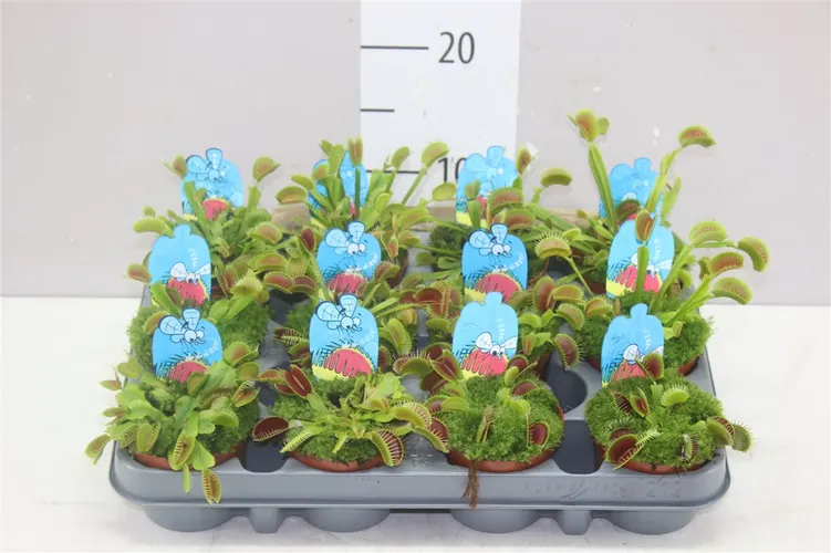 Dionaea Muscipula črepník 8,5 cm