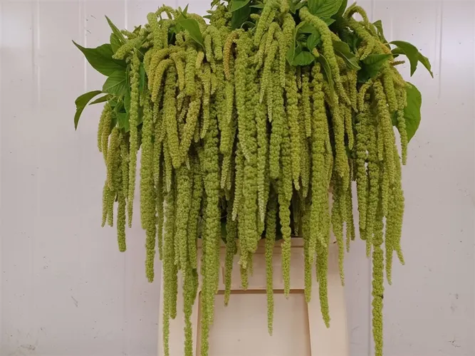 Amarant Ca Green Pearl 80 cm