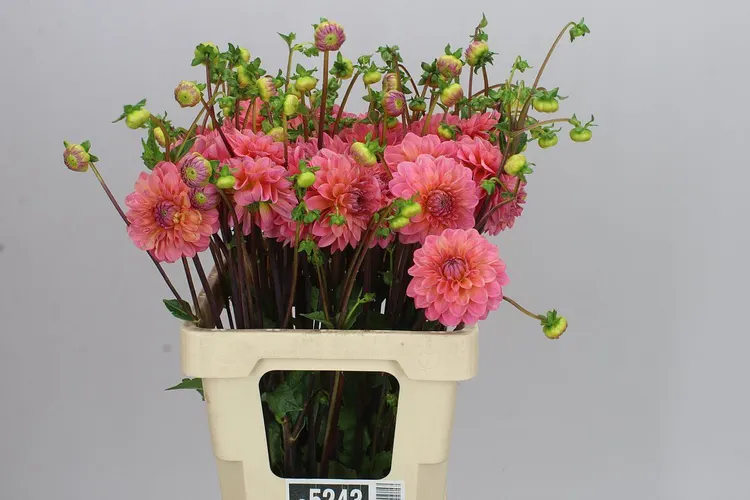 Dahlia Doris Duke 60 cm