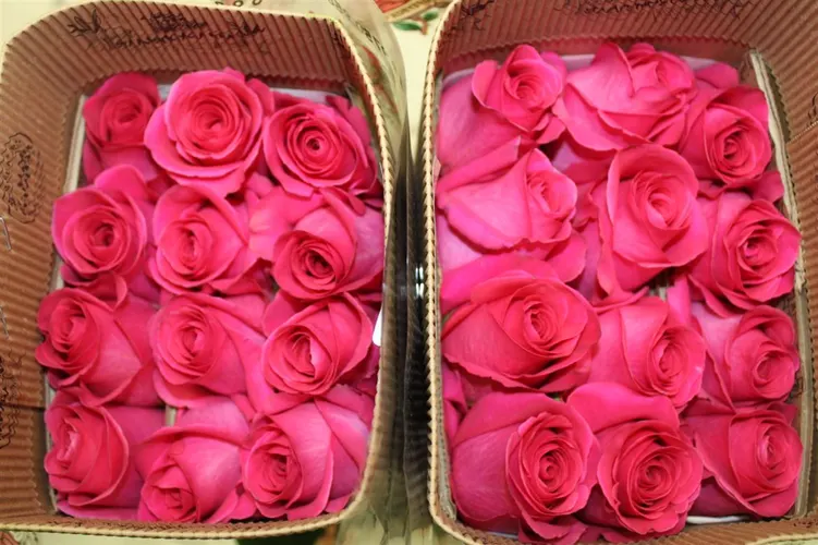 Rosa Gr Ec Pink Floyd 40 cm