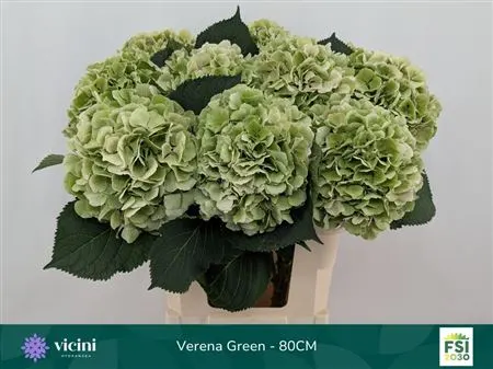 Hyd Verena Green Classic 80 cm