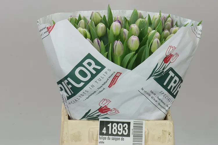 Tulipán plnokvetý Saigon Double 45 cm