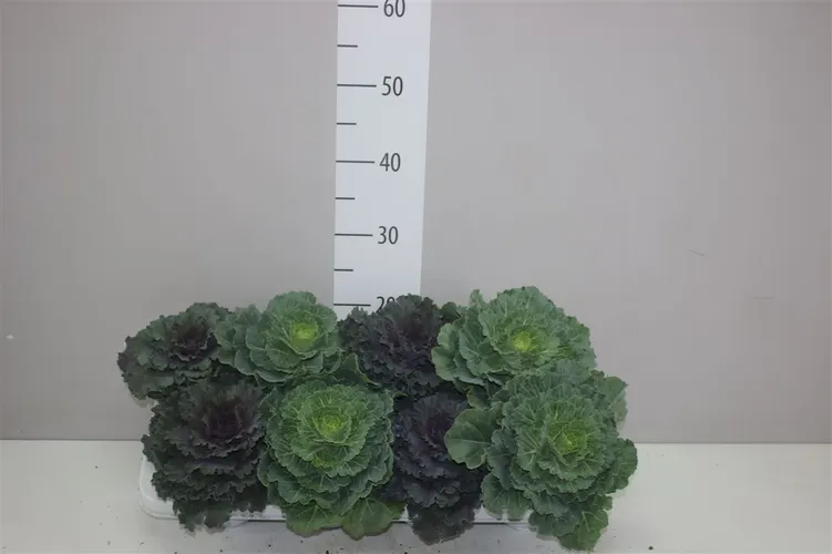 Okrasná kapusta mix črepník 13 cm