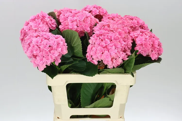 Hortenzia Kiss 60 cm