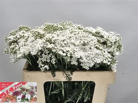 Achillea White Beauty 55 cm