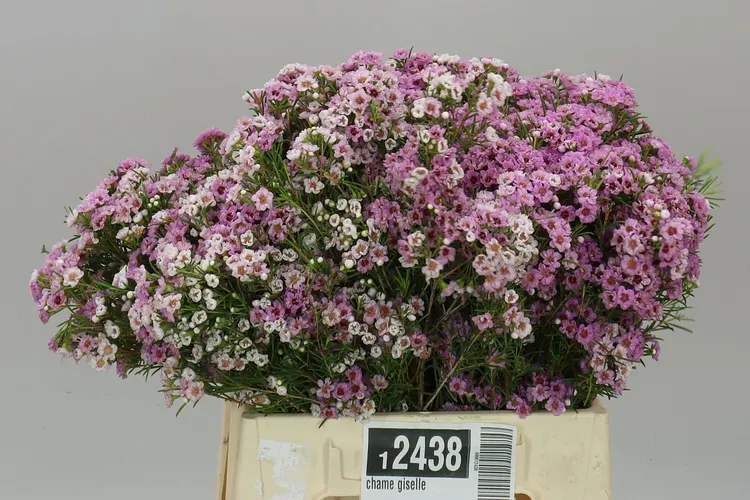 Voskovka Giselle 40 cm