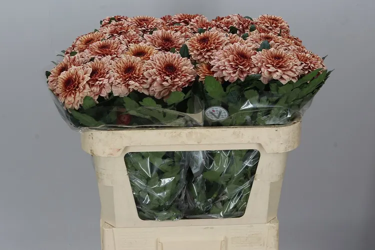 Chr G Pip Salmon 65 cm