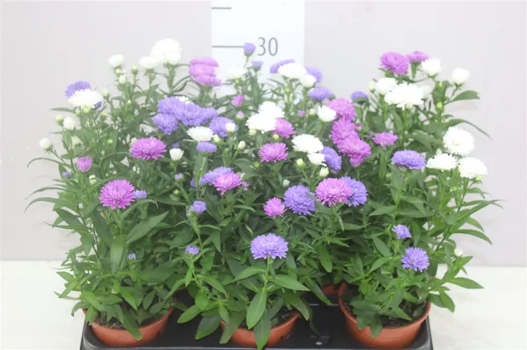 Aster Nb Victori Gemengd črepník 11 cm