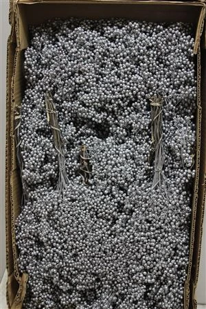 Pepperberries Silver, sušené