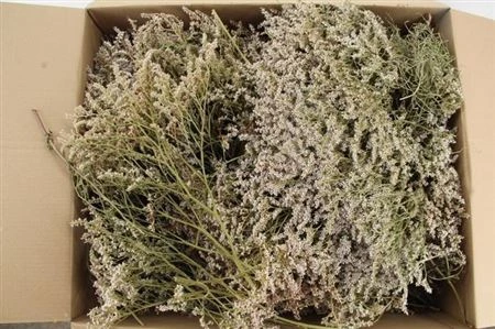 Tataricum 30 cm