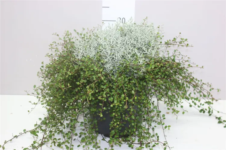Calocephalus/muehlenbeckia X črepník 23 cm