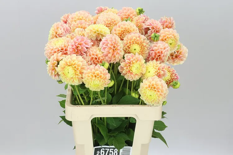 Dahlia Sweet Suzanne 55 cm