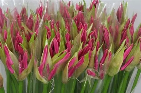 Nerine Bo Ras Van Roon 60 cm