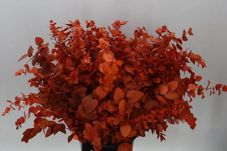 Stabilizovaný eukalyptus stuartiana, oranžový 70 cm