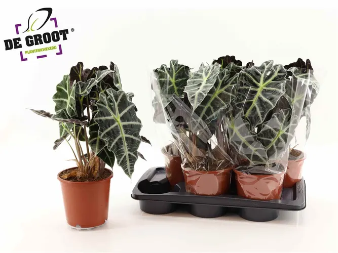 Alocasia Polly črepník 17 cm
