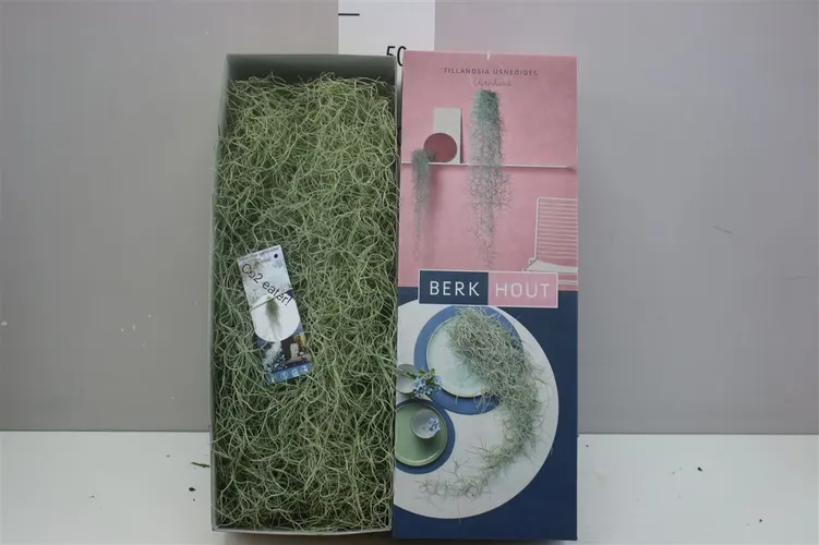Tillandsia Usneoides 50cm