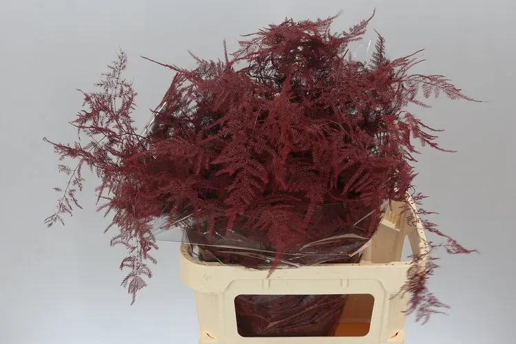 Asparagus Lang Getopt Bordeaux 85 cm