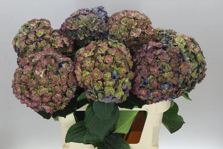 Hydrangea Anastasia Purple Classic 80 cm