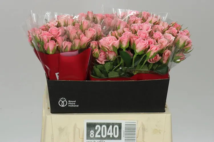 Ruža trsová Odilia 40 cm