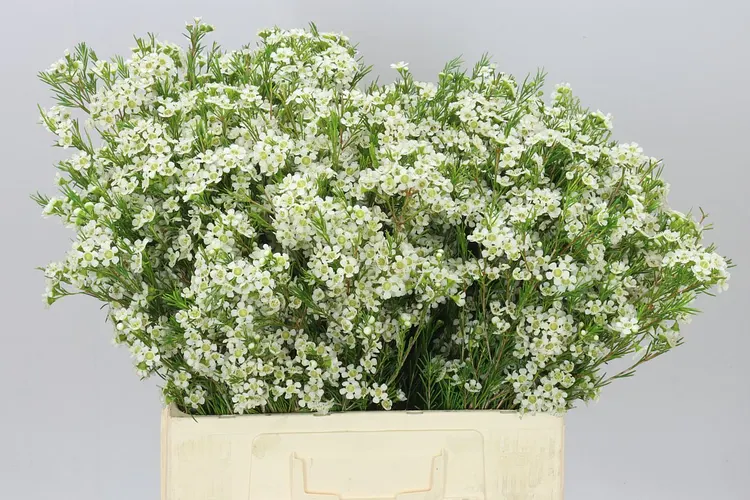 Chame Wax Ofir 60 cm