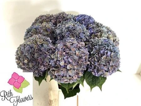 Hortenzia Majestic Classic 80 cm