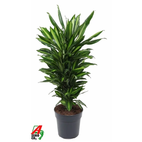 Dracéna Cintho rozvetvená črepník 24 cm