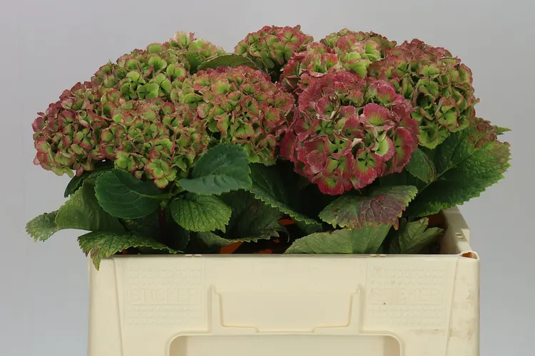 Hortenzia Lolly Pop Green Red Classic 50 cm