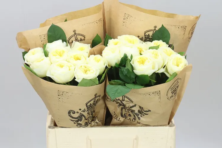 Rosa Gar White Vuvuzela 60 cm