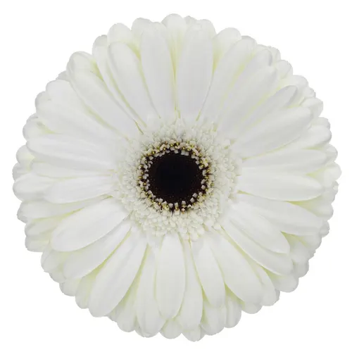 Gerbera Snow King 45 cm