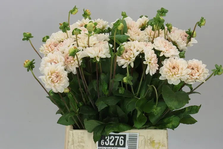 Dahlia Blush Pink 40 cm