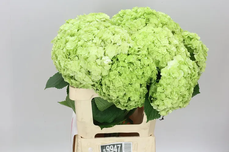 Hortenzia Highness Classic 60 cm