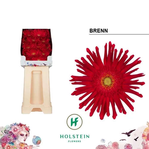 Gerb D Pasta Brenn 55 cm