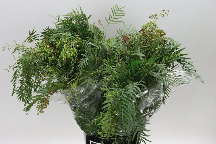 Cruseana 60 cm