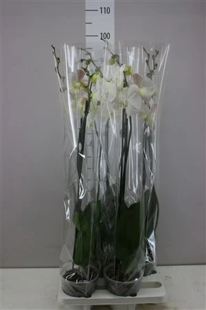 Orchidea Phalaenopsis biela, 2 výhony črepník 15 cm