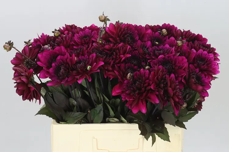 Dahlia Purple Flame 55 cm
