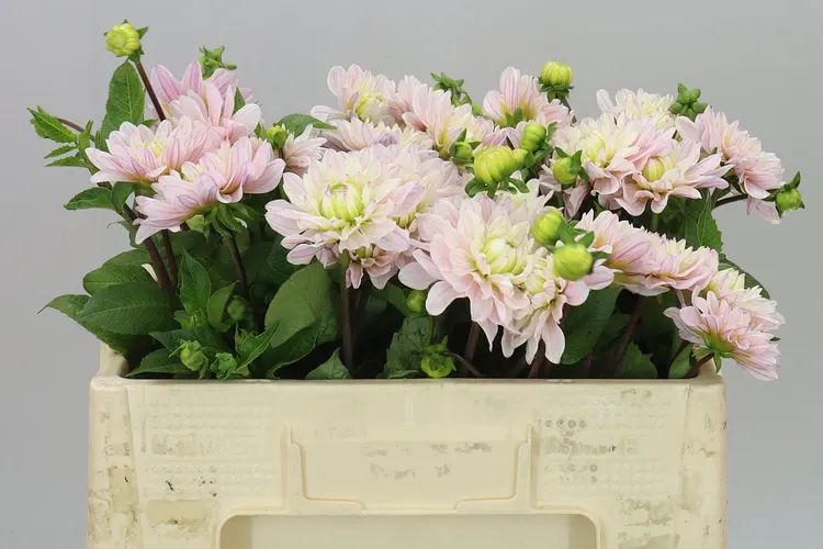 Dahlia Silver Years 50 cm