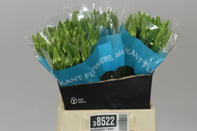 Ornithogalum T Mount Fuji 45 cm