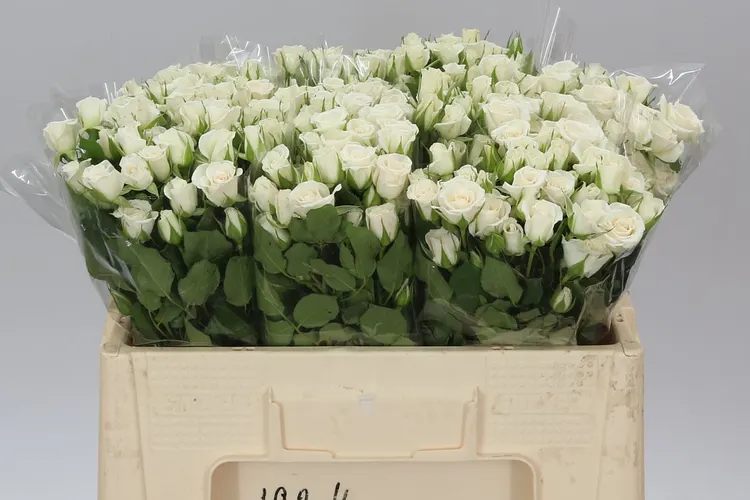 Rosa Tr Jeanine 50 cm