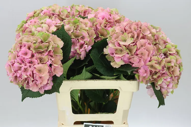 Hyd Palace Classic 65 cm