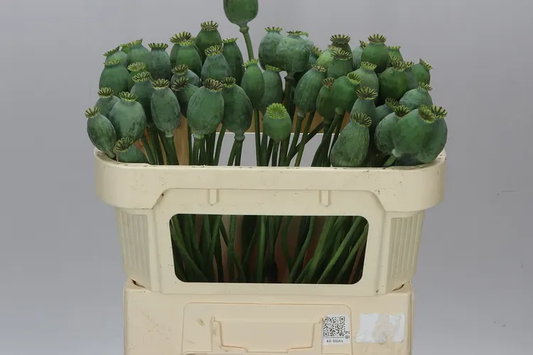 Papaver Seedheads Medium 65 cm