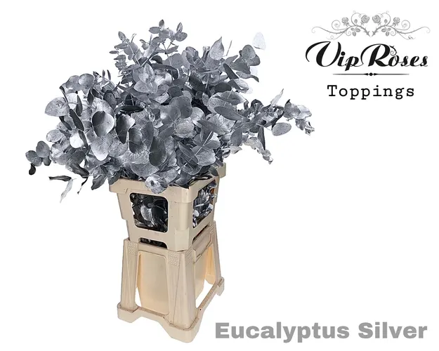 Eukalyptus Cinerea Silver 300gr 65 cm